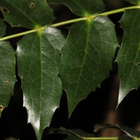 Berberis napaulensis (DC.) Spreng.